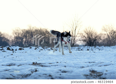 husky dog on sunset 46319464