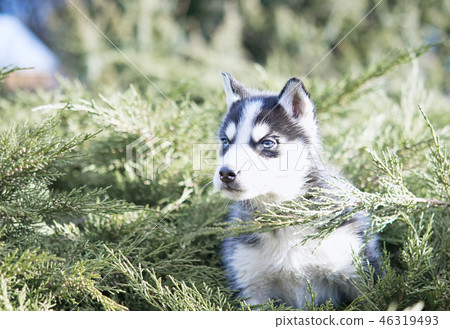 funny husky sits funny husky sits 46319493