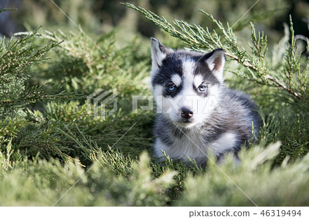 funny husky sits funny husky sits 46319494