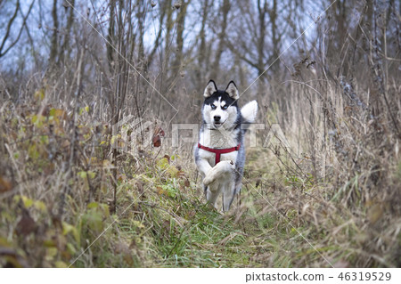 siberian husky 46319529