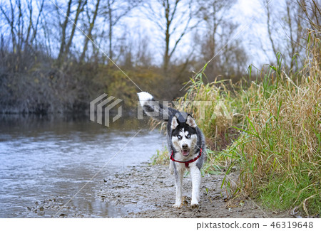 siberian husky dog 46319648