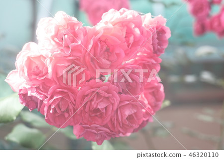 Rose Rose 46320110