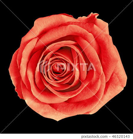 flower  red rose isolated on black background 46320143