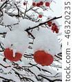 很多玫瑰和雪帽 46320235