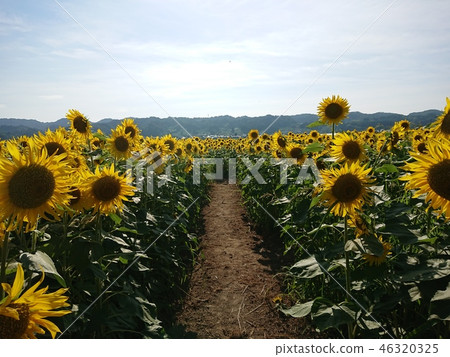 在盛開的向日葵迷宮中...... 46320325