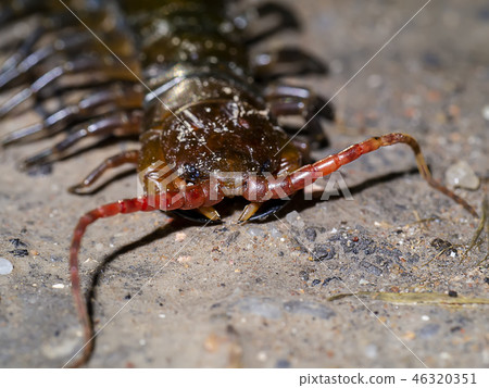 Close up of Centipedes on the ground. 46320351
