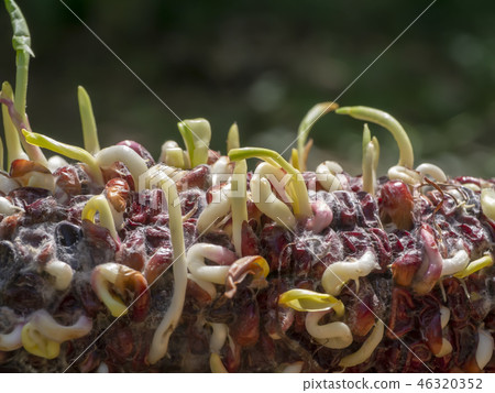 The corn is germinating. The corn is germinating. 46320352