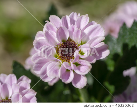 Close up Chrysanthemum flower. Close up Chrysanthemum flower. 46320368