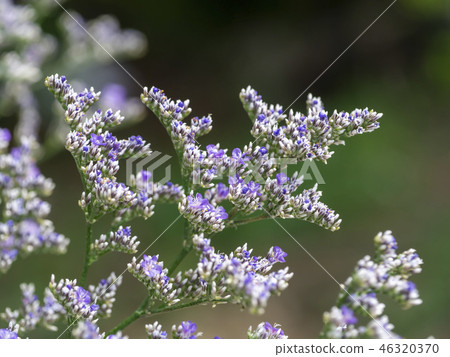 Lavender sea or Caspia flower. 46320370