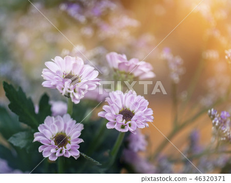 Close up Chrysanthemum flower. Close up Chrysanthemum flower. 46320371