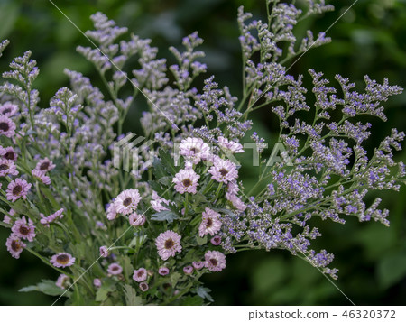 Lavender sea or Caspia flower. Lavender sea or Caspia flower. 46320372