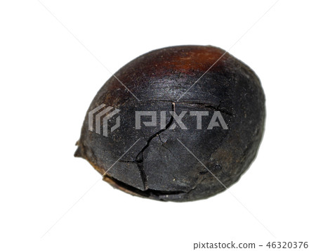 Close up Thai Chestnut on white background. 46320376