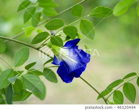 Blue Pea or Butterfly Pea. Blue Pea or Butterfly Pea. 46320494