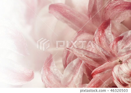 Floral light red-white background. Floral light red-white background. 46320503