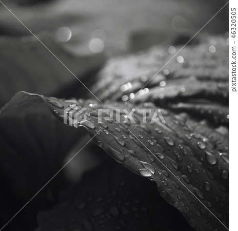 big leaves after the rain. Closeup. black-white big leaves after the rain. Closeup. black-white 46320505