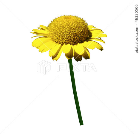 Yellow chamomile flower .White background Yellow chamomile flower .White background 46320506
