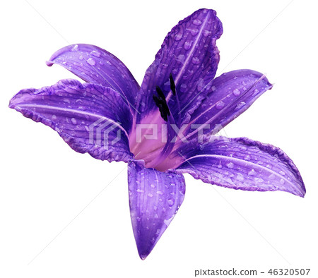Violet-pink flower lily white isolated background Violet-pink flower lily white isolated background 46320507