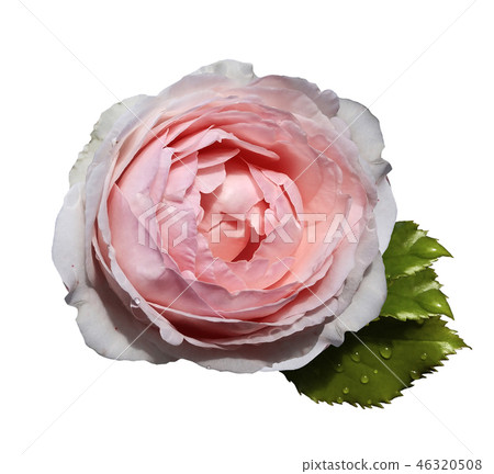 White-pink flower roses white isolated background White-pink flower roses white isolated background 46320508
