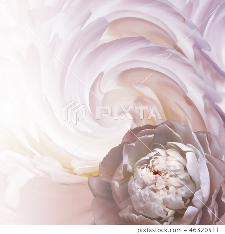floral background. flower of white-pink peony floral background. flower of white-pink peony 46320511
