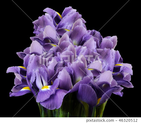 A bouquet of spring flowers of purple irises A bouquet of spring flowers of purple irises 46320512