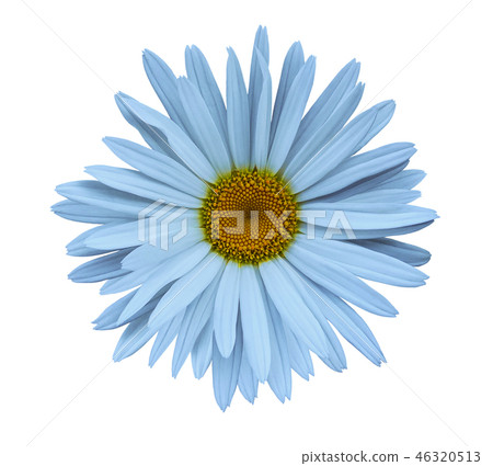 blue flower chamomile on white isolated background blue flower chamomile on white isolated background 46320513