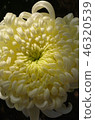 菊花的奧秘 46320539
