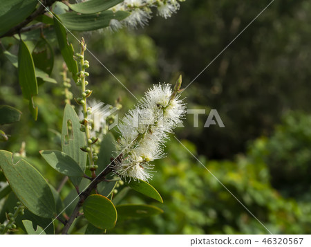 Cajuput tree, Milk wood, Paper bark tree 46320567