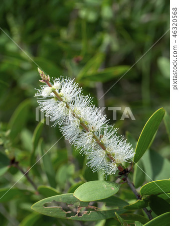 Cajuput tree, Milk wood, Paper bark tree 46320568