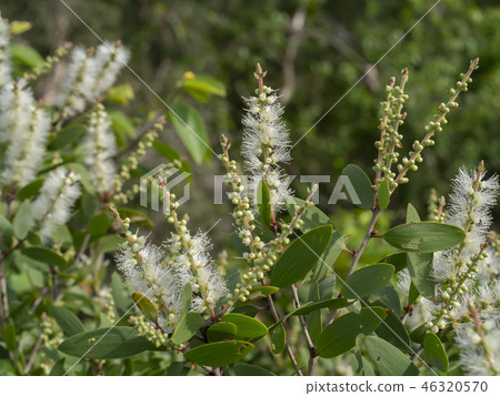 Cajuput tree, Milk wood, Paper bark tree 46320570