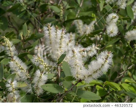 Cajuput tree, Milk wood, Paper bark tree Cajuput tree, Milk wood, Paper bark tree 46320572