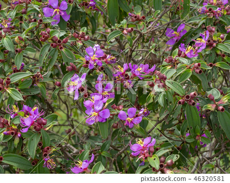 Malabar gooseberry flower 46320581