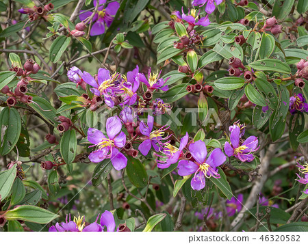 Malabar gooseberry flower 46320582