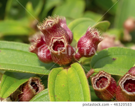 Malabar gooseberry flower 46320583