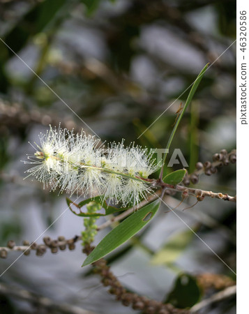 Cajuput tree, Milk wood, Paper bark tree 46320586