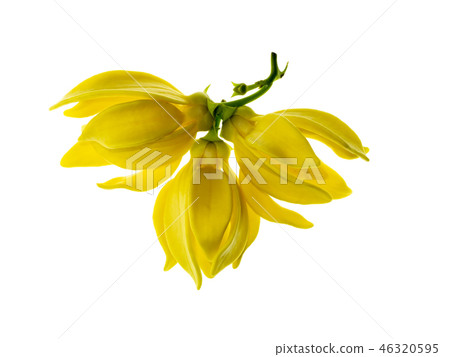 fragrant flowers of climbing ylang-ylang 46320595