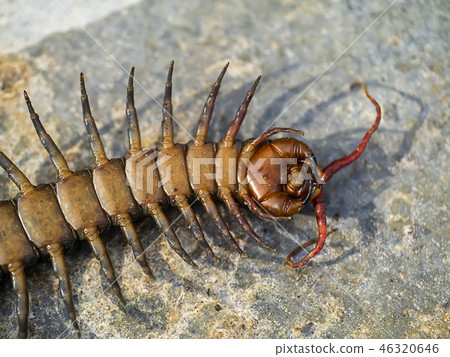 Close up of Centipedes on the ground. Close up of Centipedes on the ground. 46320646