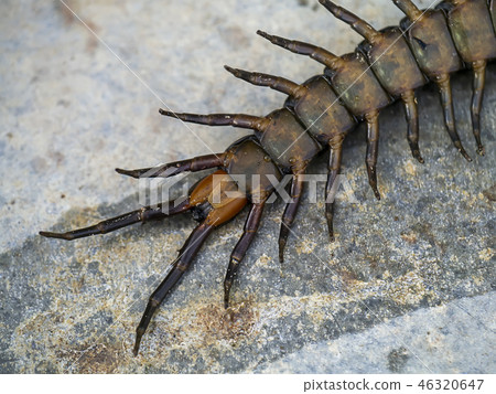 Close up of Centipedes on the ground. 46320647