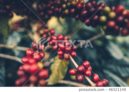 cherry coffee Good quality red coffee beans exuber 46321149