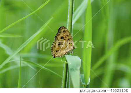butterfly on green grass butterfly on green grass 46321198