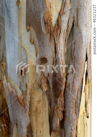 Close up Eucalyptus tree. Close up Eucalyptus tree. 46321237