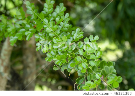 Feroniella lucida tree 46321393