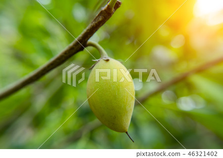 Close up Spanish Cherry plant. 46321402