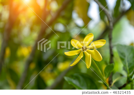 Gardenia carinata Wallich flower 46321435