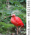 Red Bird 46321466