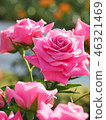 rose	 46321469