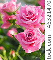 rose	 46321470