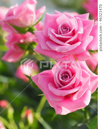 rose rose 46321470