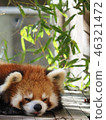 Lesser panda 46321472