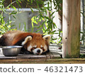 Lesser panda 46321473