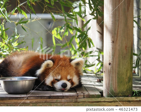 Lesser panda Lesser panda 46321473